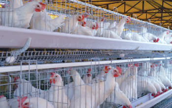 Poultry Layer Cages