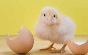 Poultry Breeds And Hatching Eggs