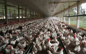 Poultry Shed Sales And Services